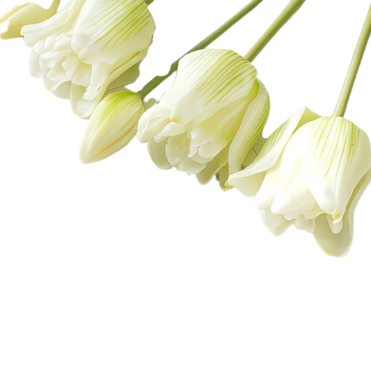 TULIPS | WHITE
