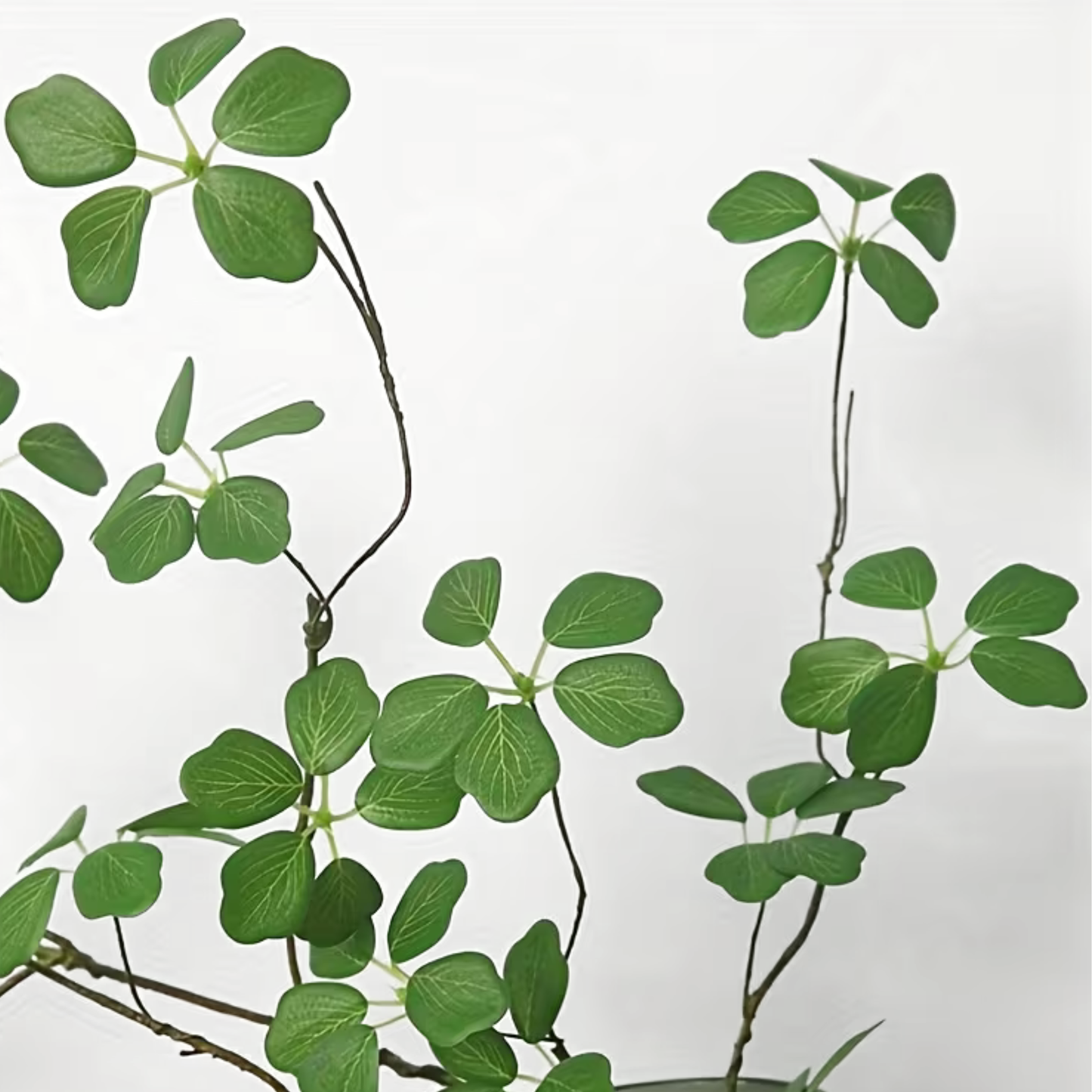 Delicate Branch | Stem