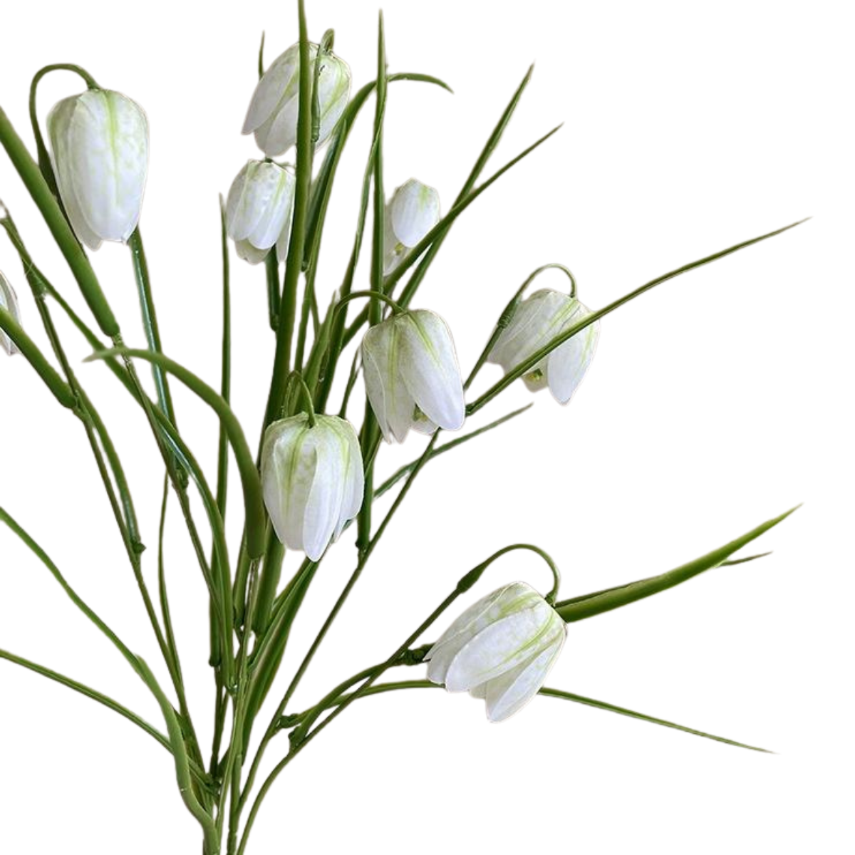 TULIPS | DAINTY