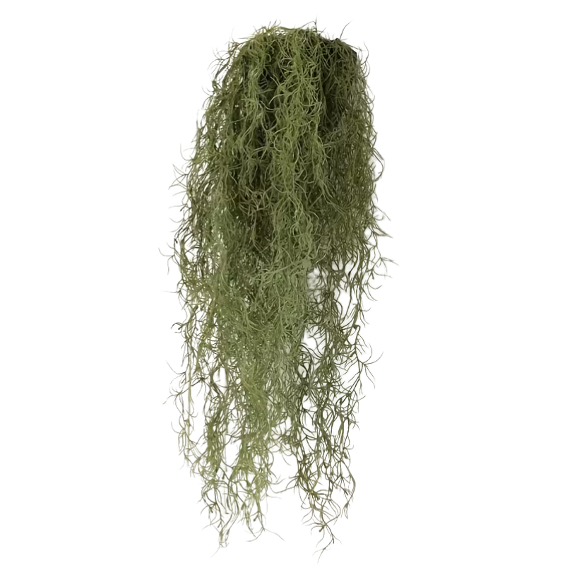 SPANISH MOSS | HANGING