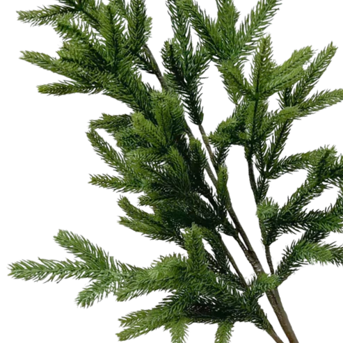 SPRUCE | STEM