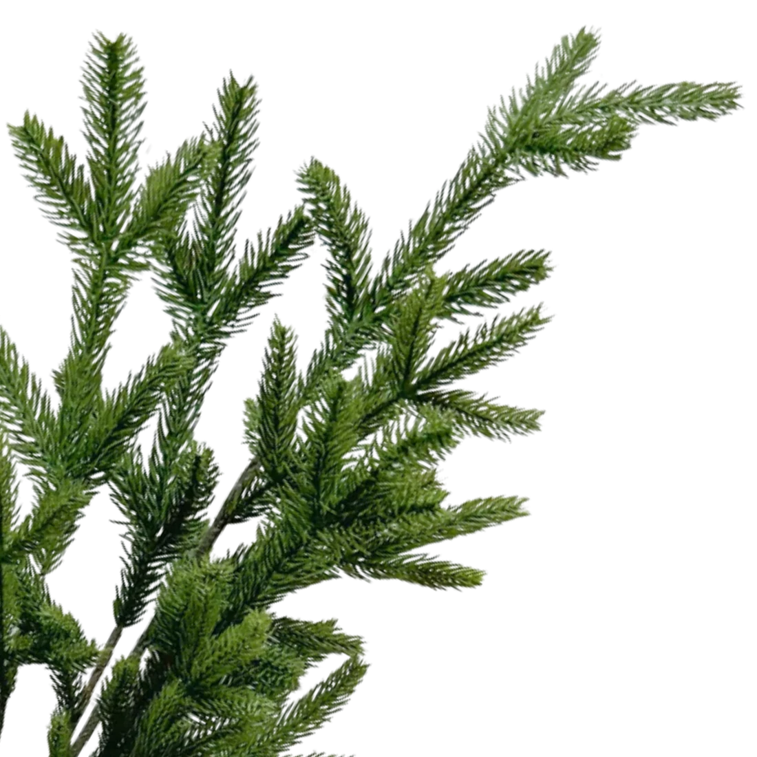 SPRUCE | STEM