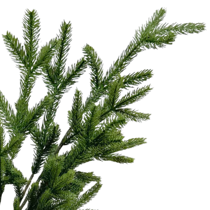 SPRUCE | STEM