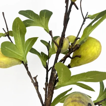Fig | Green