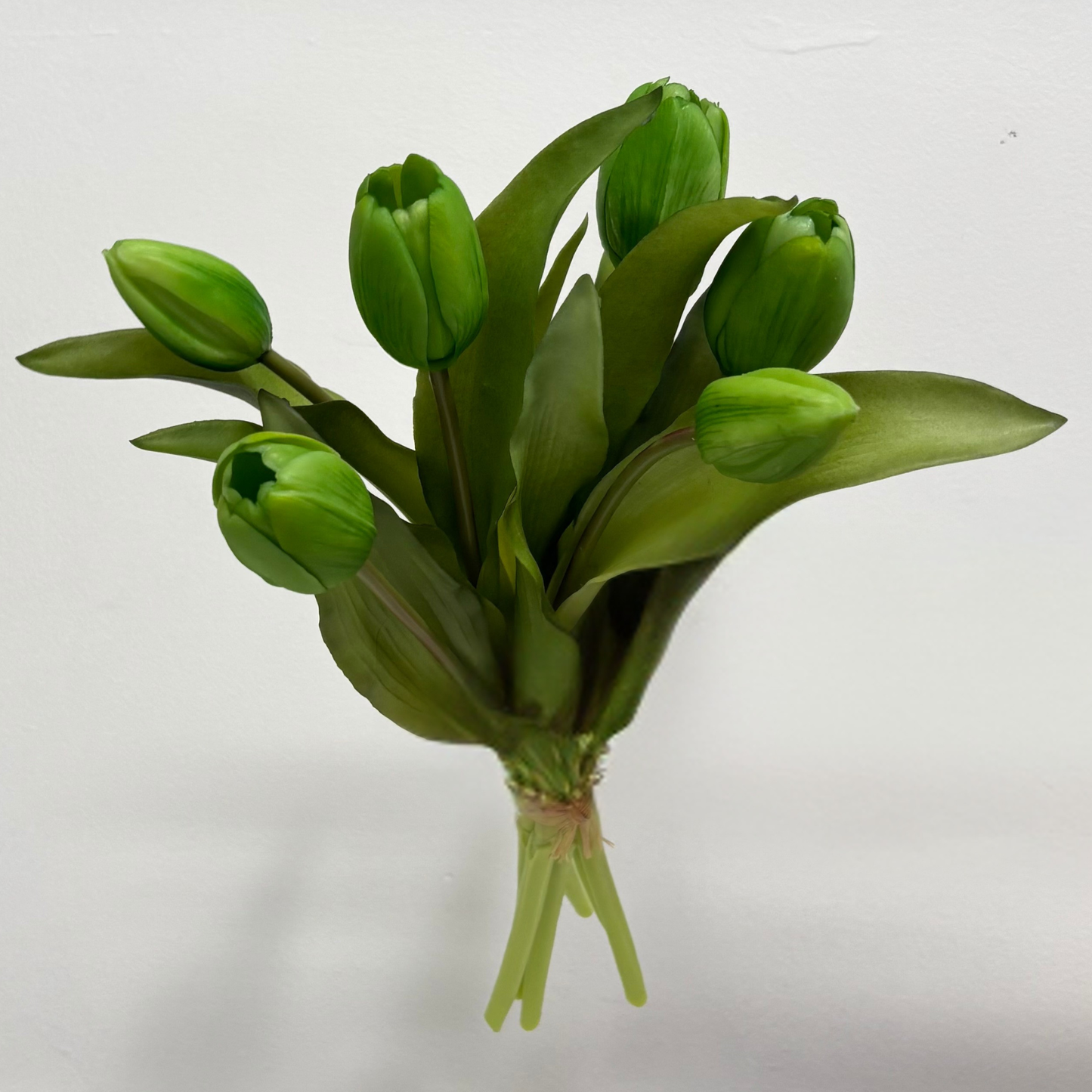 TULIPS | PIXIE GREEN