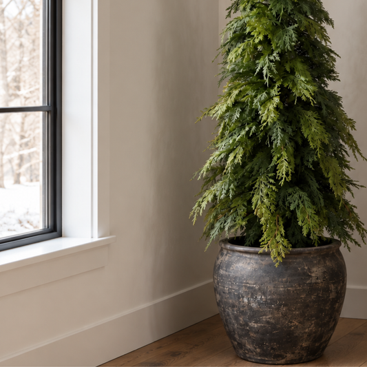 WHITE CEDAR | 48" TREE