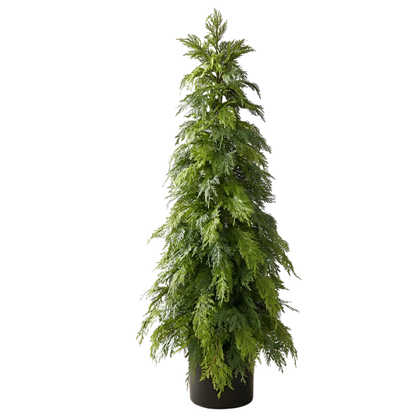 WHITE CEDAR | 60" TREE