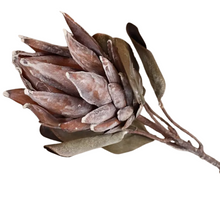 Load image into Gallery viewer, PROTEA | COFFEE
