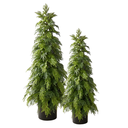 WHITE CEDAR | 48" TREE