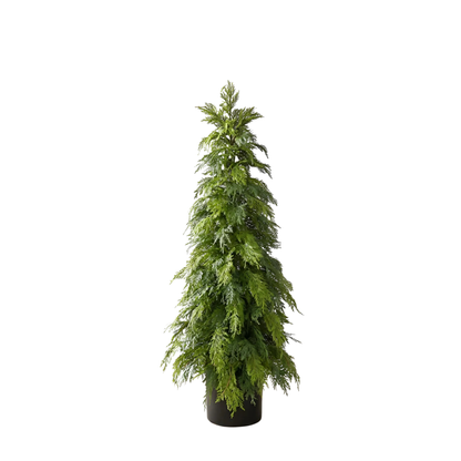 WHITE CEDAR | 48" TREE
