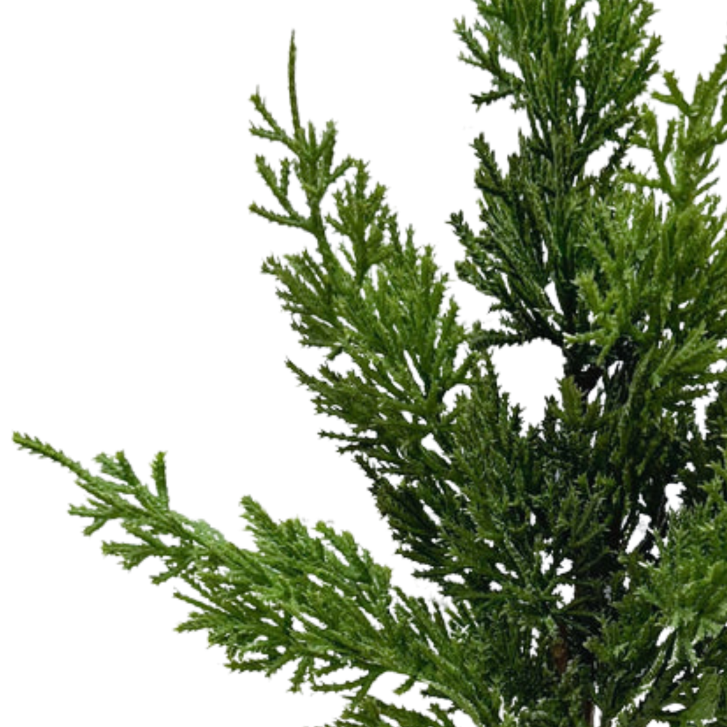 JUNIPER | STEM SM