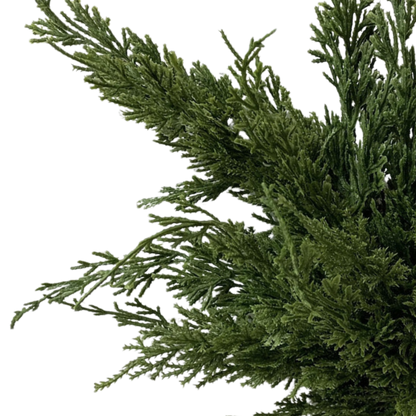 JUNIPER PINE | STEM