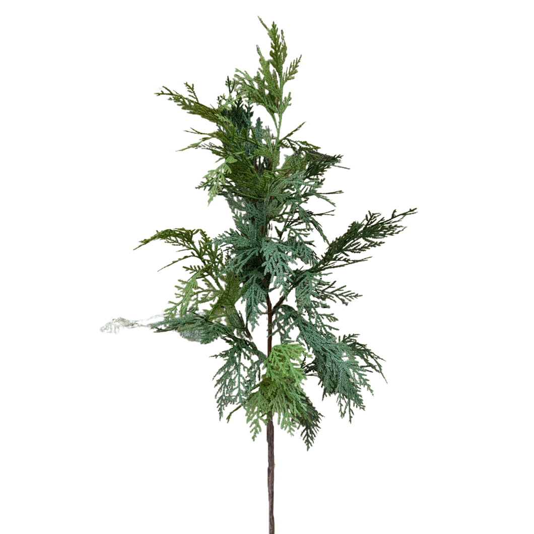WHITE CEDAR | BRANCH