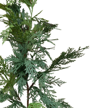 Load image into Gallery viewer, WHITE CEDAR | BRANCH

