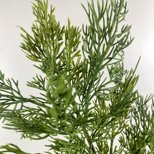 CEDAR | STEM SM