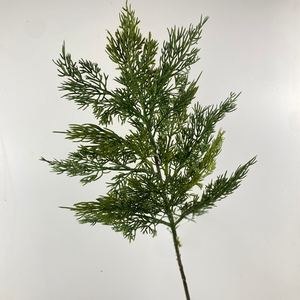 CEDAR | STEM SM