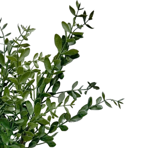 Tea Leaf 28"