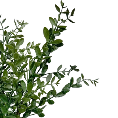Tea Leaf 28"