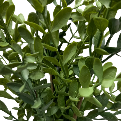 Tea Leaf 28"