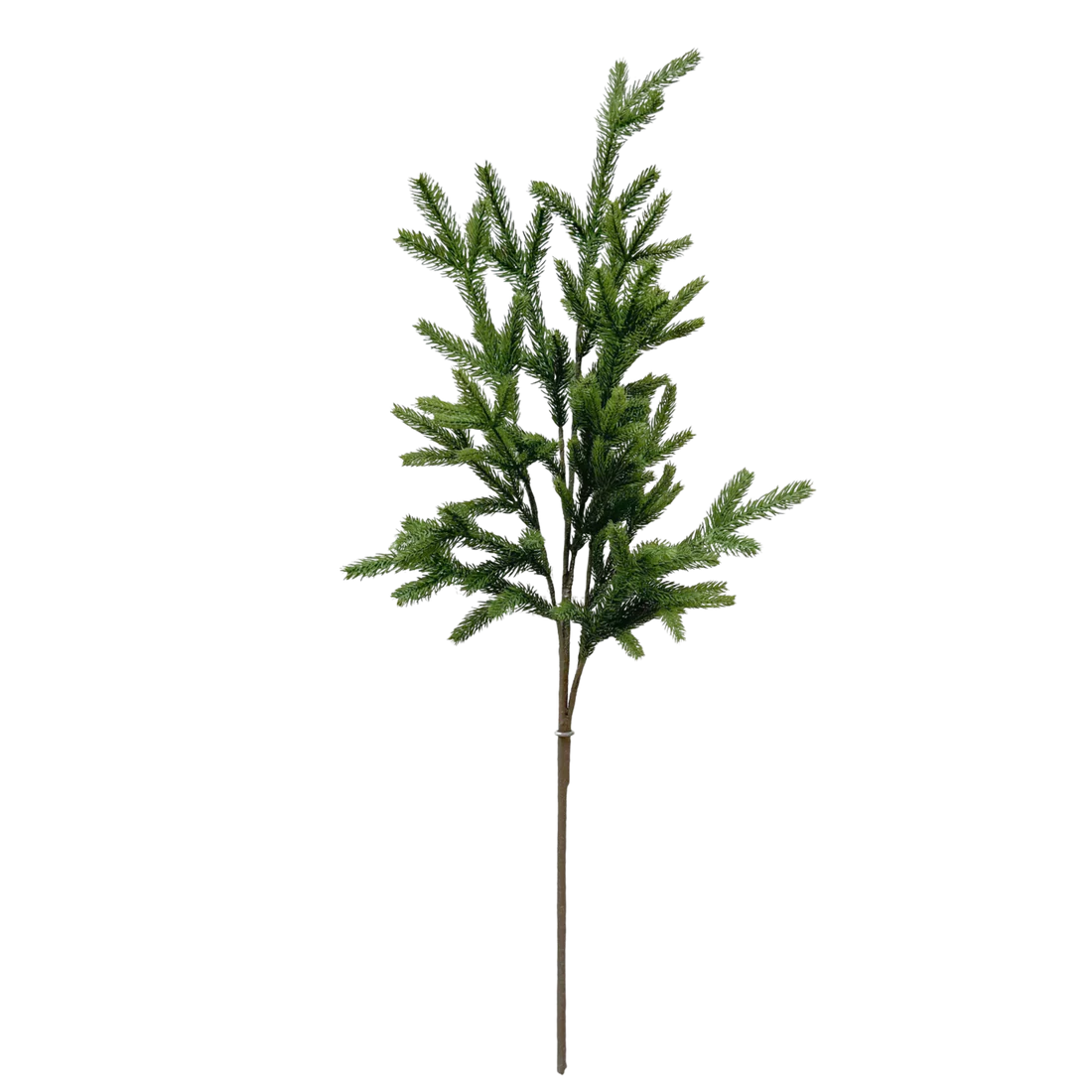 SPRUCE | STEM