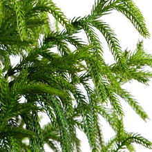 Load image into Gallery viewer, NORFOLK PINE | TREE
