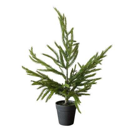 NORFOLK PINE | 20" TREE
