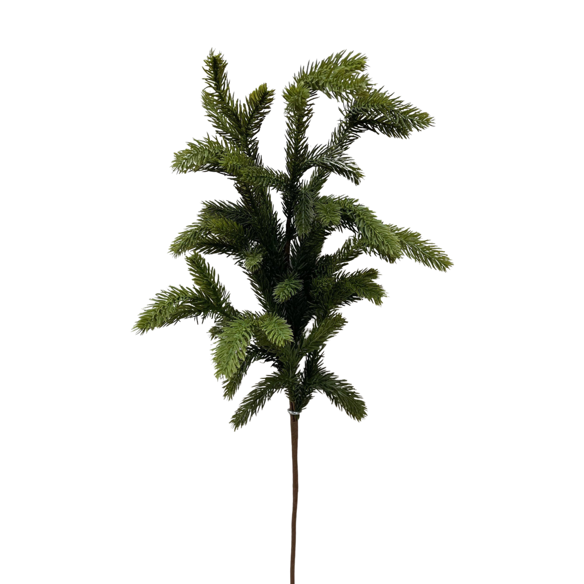 SPRUCE | STEM