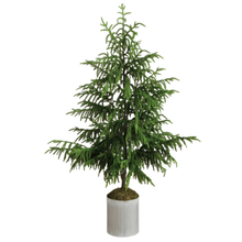 Load image into Gallery viewer, NORFOLK PINE | 60&quot; TREE
