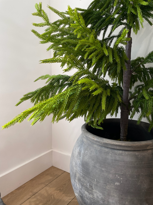 NORFOLK PINE | 60" TREE