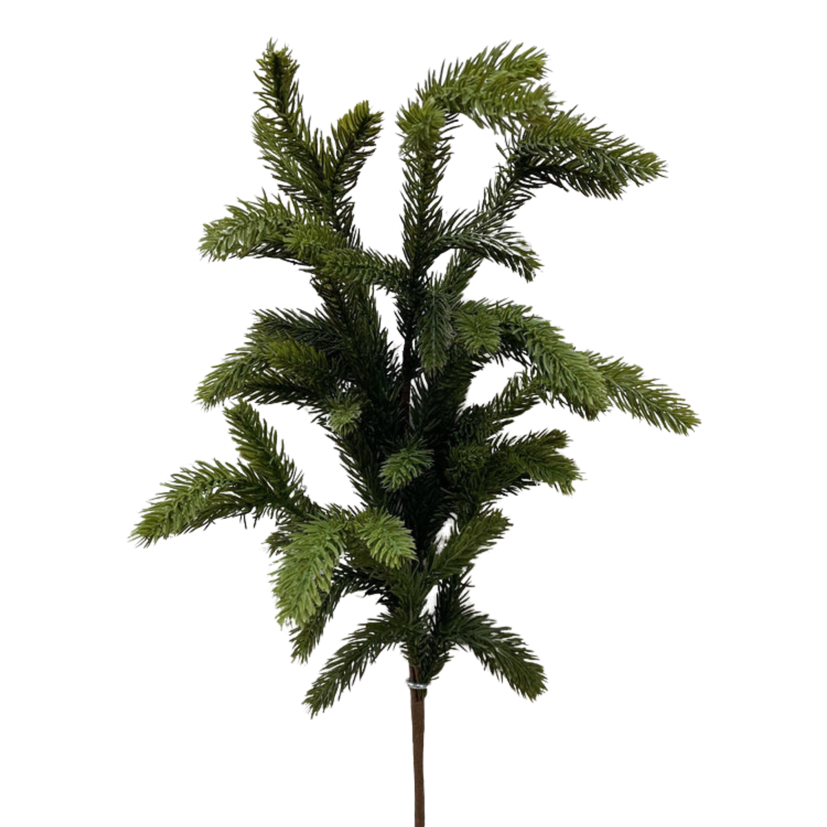 SPRUCE | STEM