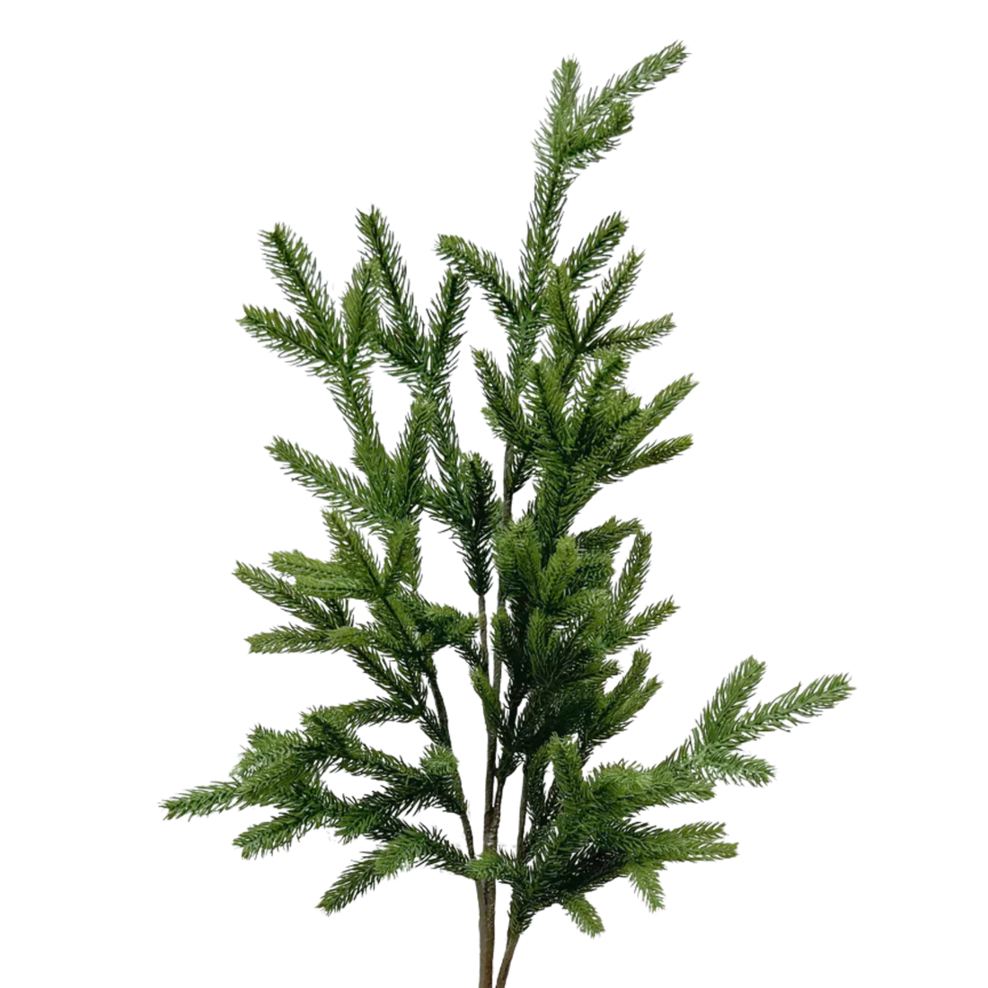 SPRUCE | STEM