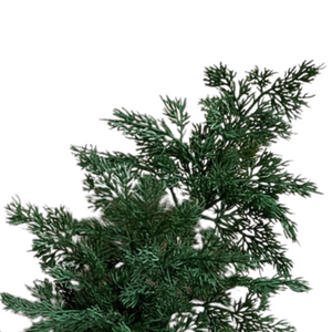 CEDAR | BRANCH