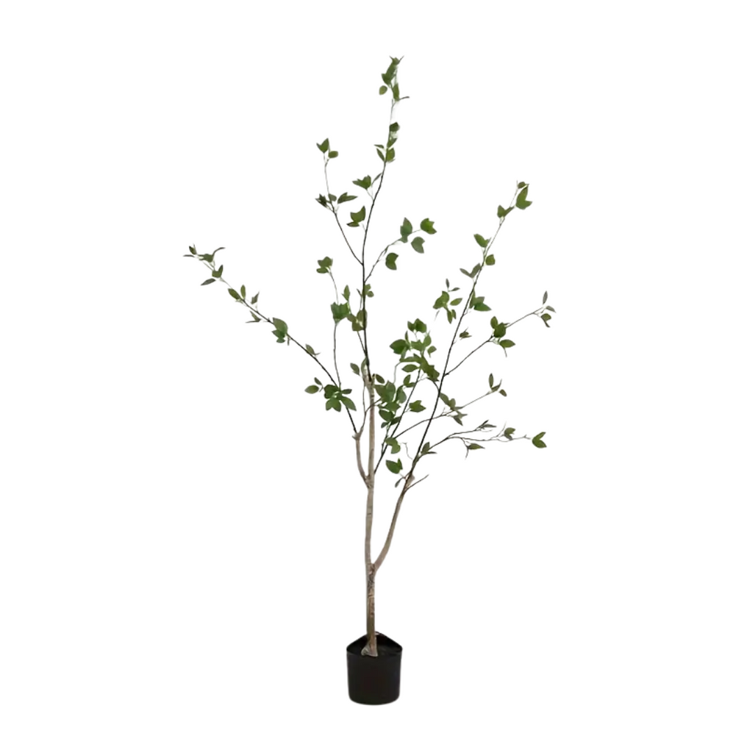 ROMA LEAF | TREE