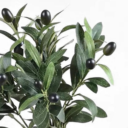 Olive Stem