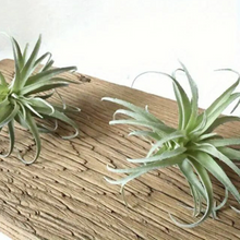 Load image into Gallery viewer, TILLANDSIA | AIR PLANT
