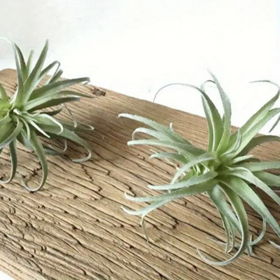 TILLANDSIA | AIR PLANT