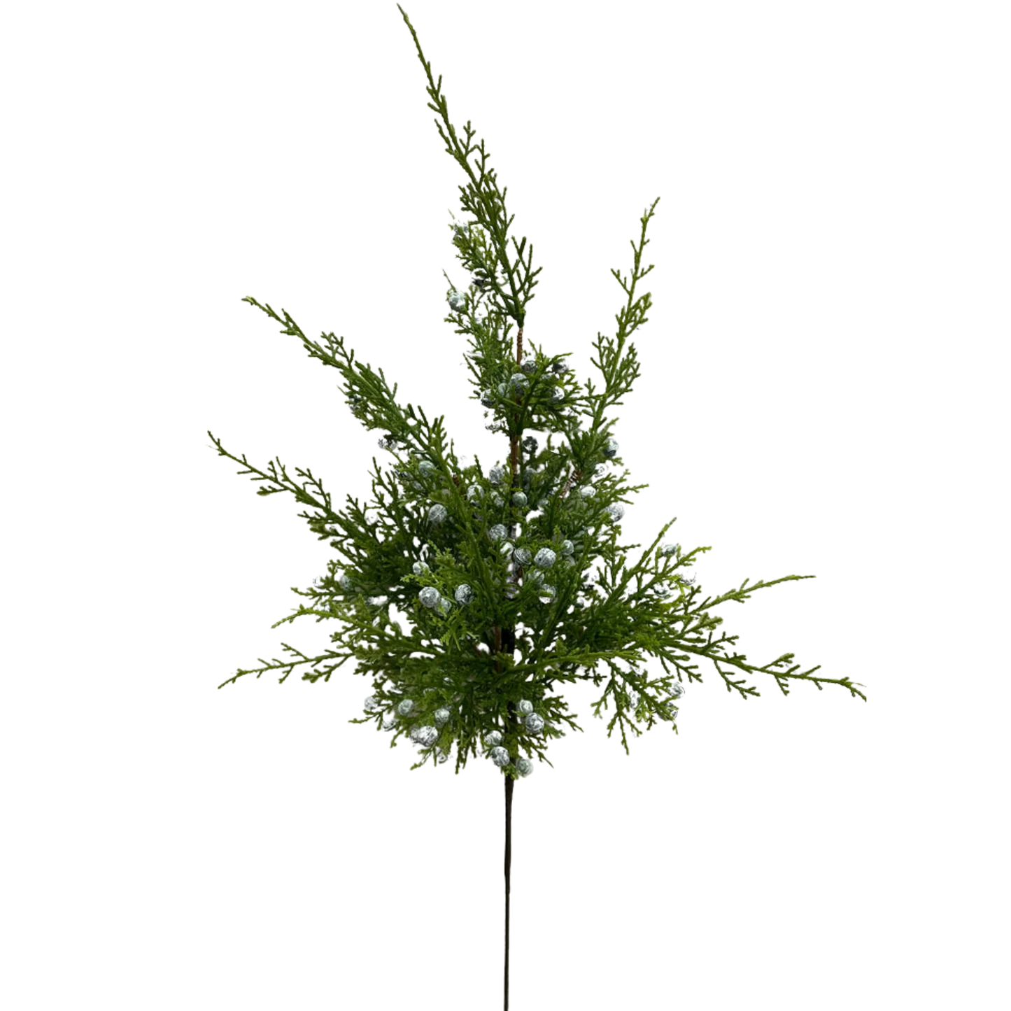 JUNIPER BERRY | STEM