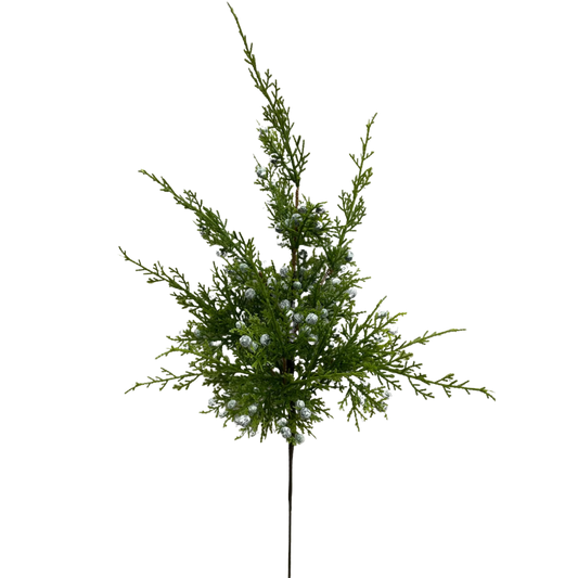 JUNIPER BERRY | STEM