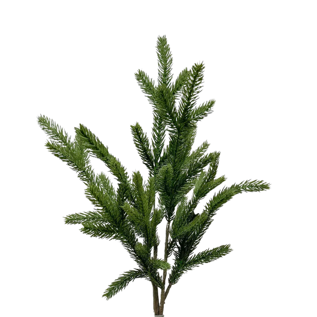 SPRUCE | STEM
