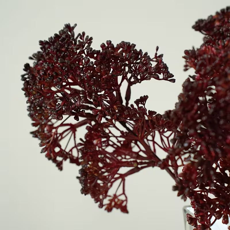 Burgundy Sedum Stem