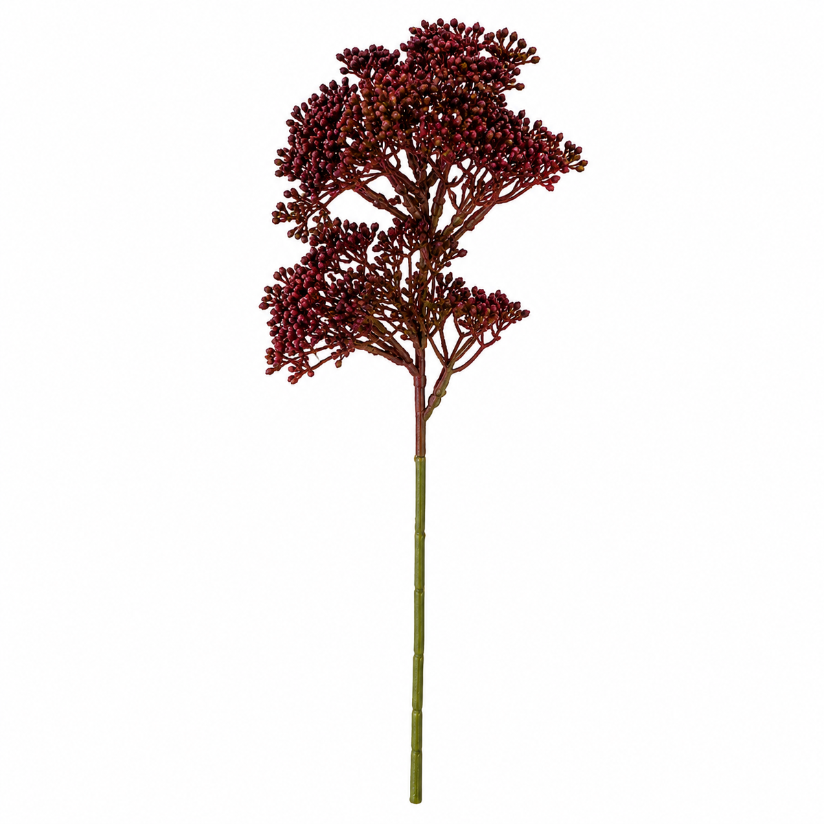 Burgundy Sedum Stem