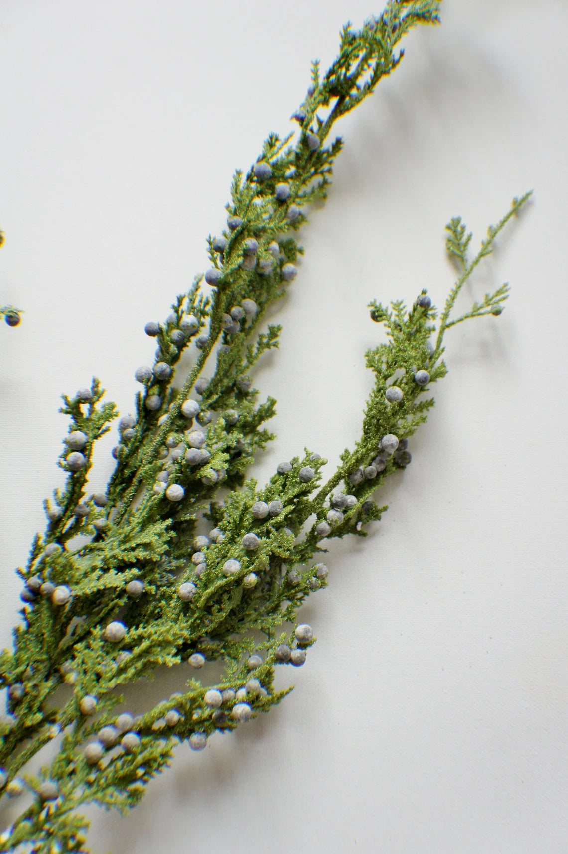 JUNIPER BERRY | STEM LRG