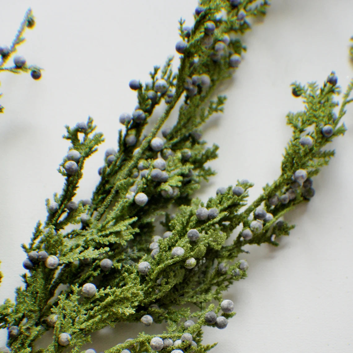 JUNIPER BERRY | STEM LRG