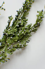 Load image into Gallery viewer, JUNIPER BERRY | STEM LRG
