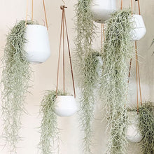 Load image into Gallery viewer, Spanish Moss | Hanging
