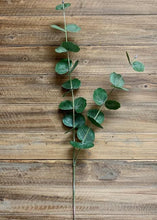 Load image into Gallery viewer, EUCALYPTUS STEM
