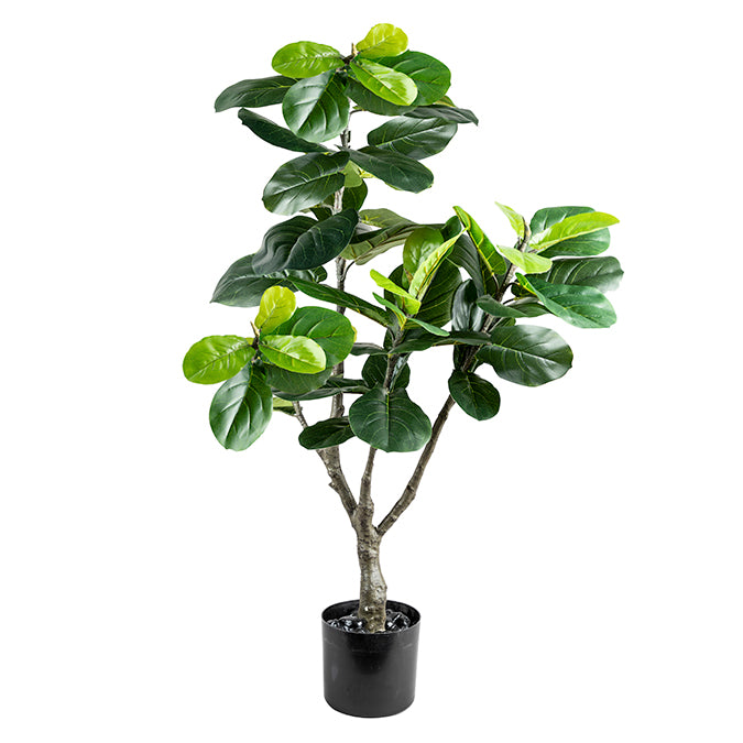 FIDDLE LEAF FIG