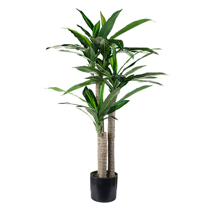 DRACAENA TREE