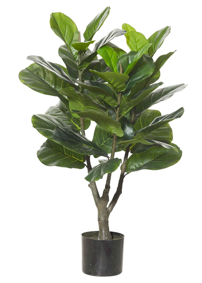 FIDDLE LEAF FIG TREE