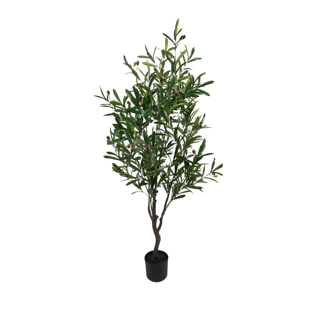 OLIVE TREE